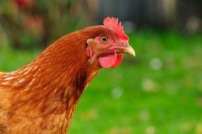 DŮLEŽITÉ UPOZORNĚNÍ CHOVATELŮM DRŮBEŽE A PTACTVA